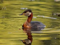 02 Februar 2015 Rothalstaucher